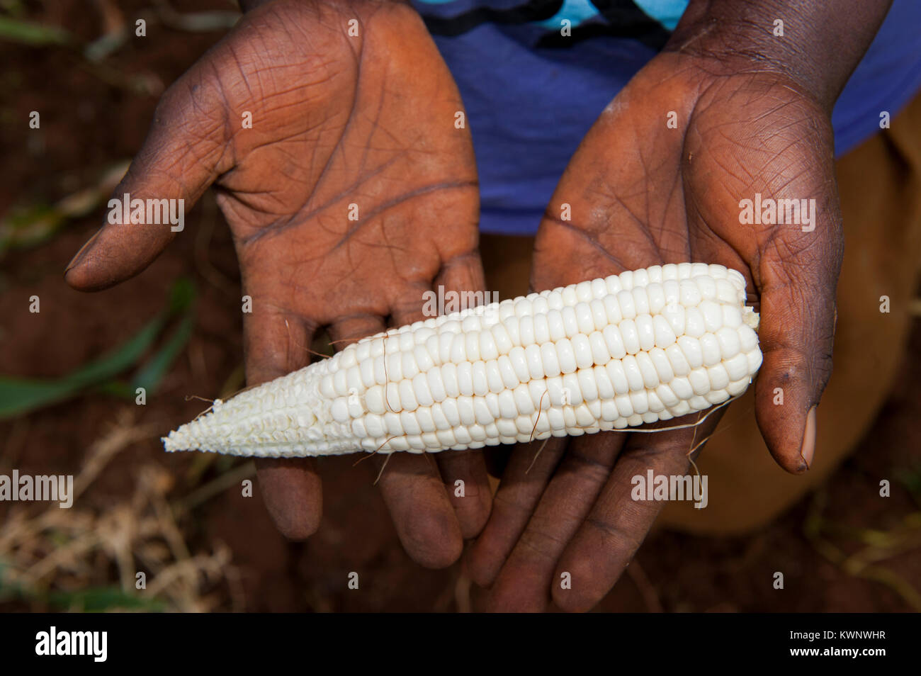 Farmer holding venu, en bonne santé, dans les mains d'épis de maïs, le Rwanda. Banque D'Images