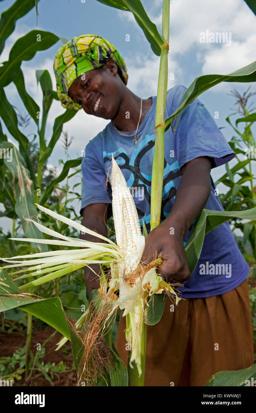 Femme dans la zone à la tête) de maïs sur la manette pour la récolte. Le Rwanda. Banque D'Images