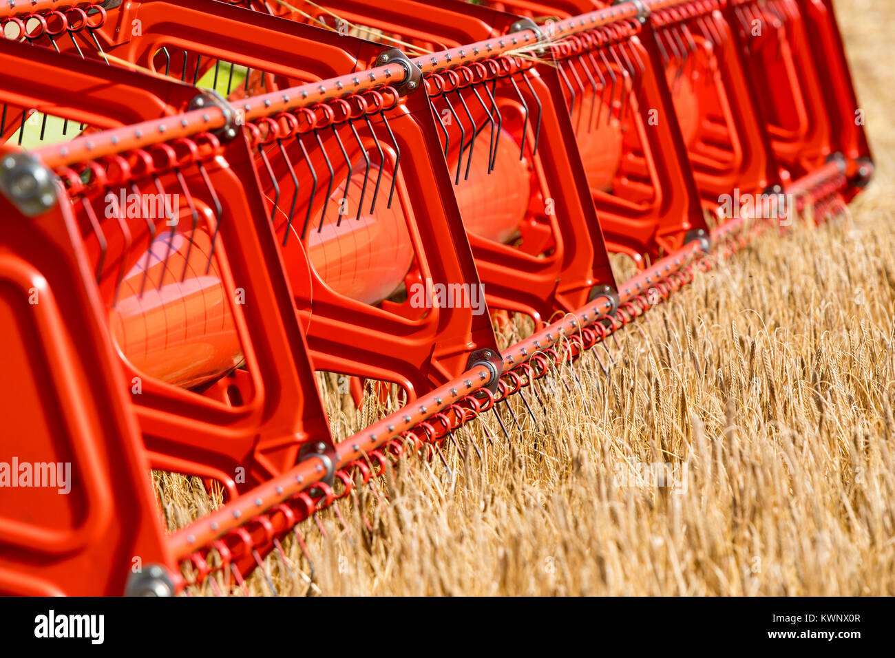 Close up of a Claas V900 35ft combiner avec tête de caméras, au travail, à la récolte de l'orge. North Yorkshire, UK. Banque D'Images