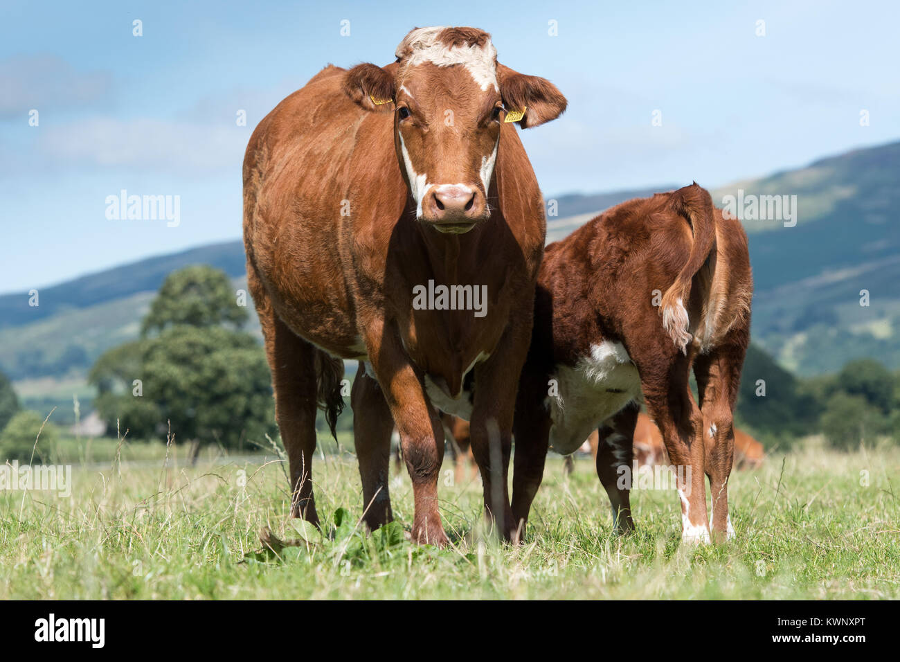 Vache et son veau Hereford suckling, dans le champ, Cumbria, Royaume-Uni. Banque D'Images