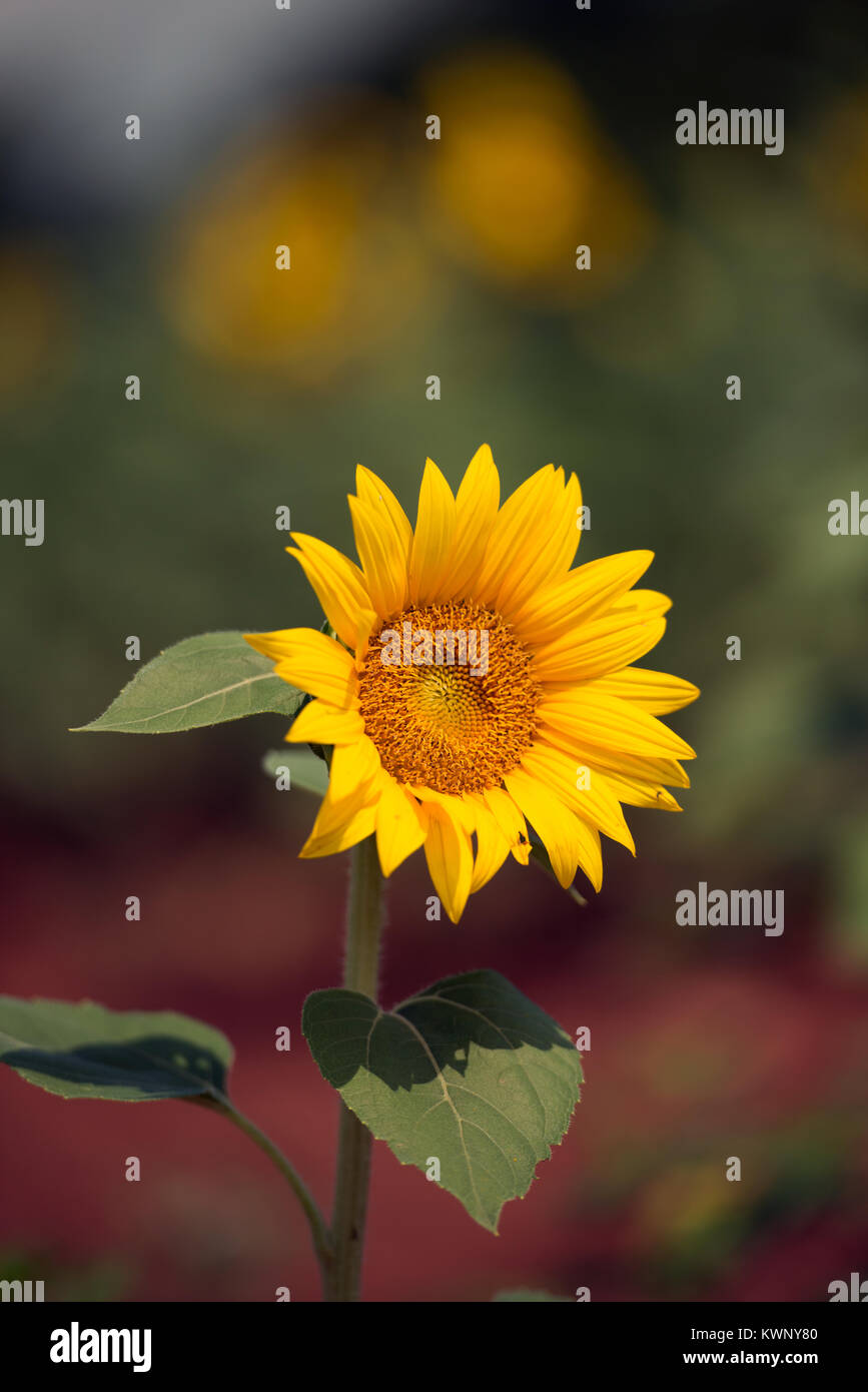 Le tournesol est cultivé pour attirer les oiseaux et les pollinisateurs d'une réserve faunique dans le Maryland, Etats-Unis d'Amérique. Banque D'Images