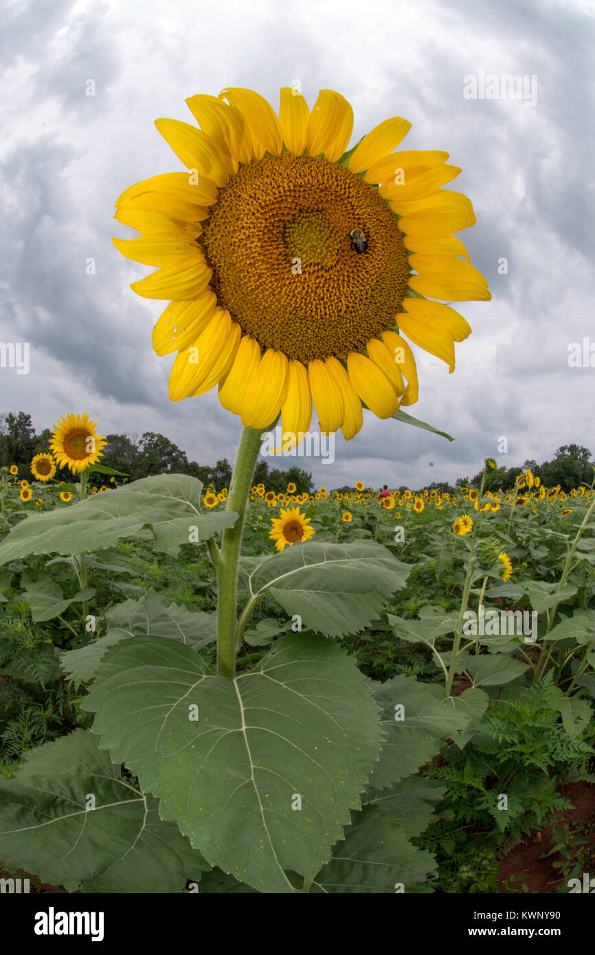 Le tournesol est cultivé pour attirer les oiseaux et les pollinisateurs d'une réserve faunique dans le Maryland, Etats-Unis d'Amérique. Banque D'Images