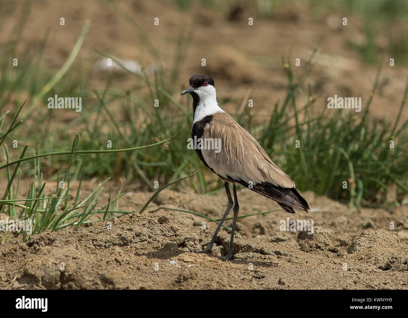 Spur-Winged sociable Banque D'Images