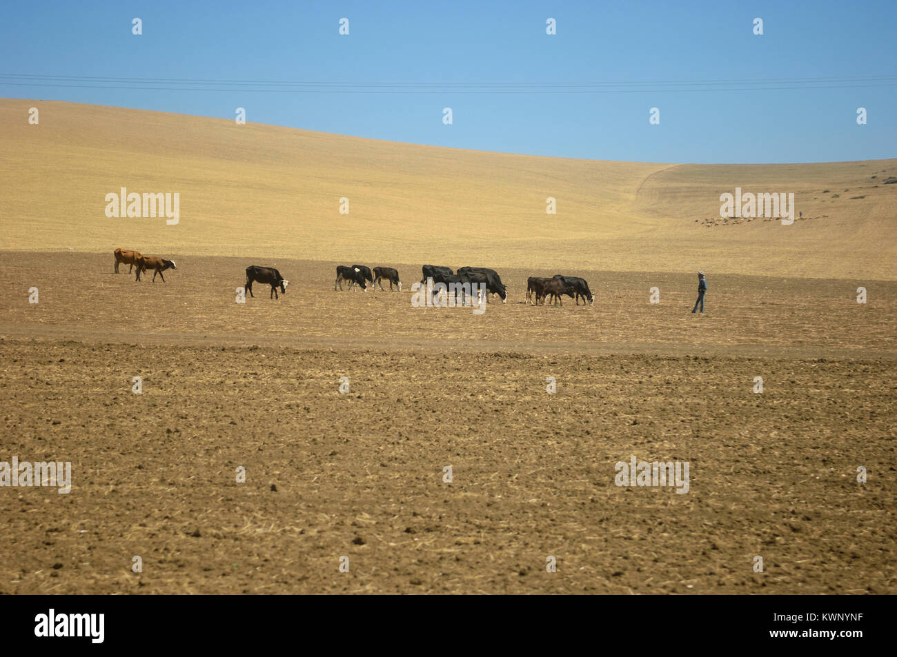 Troupeau de vaches, le Maroc, l'Afrique du Nord Banque D'Images