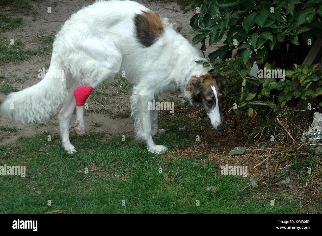 Barzoï voir avec bandage rose sur la patte. Banque D'Images