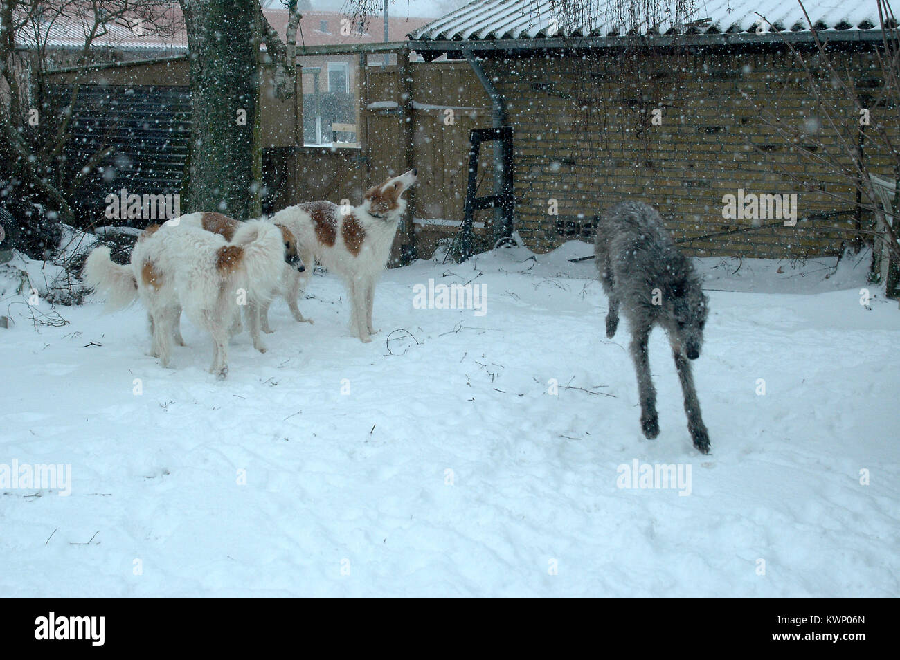 Quelques borzois et un Scottish Deerhound, imbécile autour d'une chute de neige lourde au cours de Arden. Banque D'Images