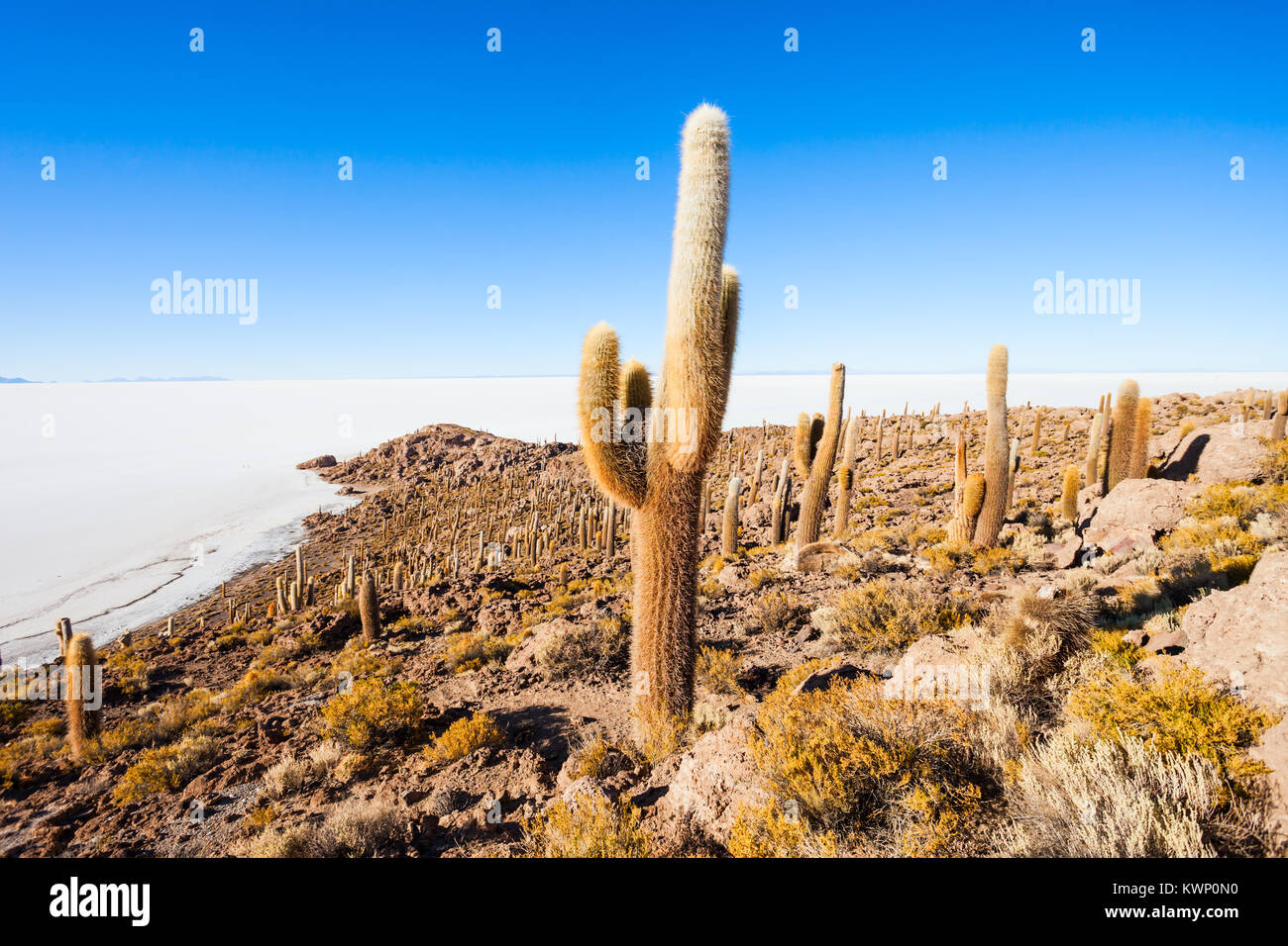Vue de l'Île Incahuasi cactus couvrant avec l'Uyuni en Bolivie Banque D'Images