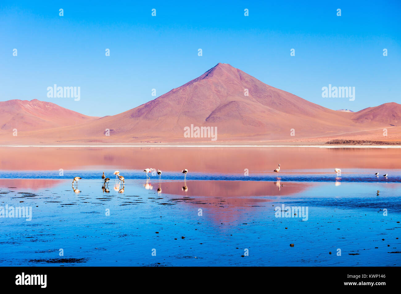 Flamands roses à la Laguna Colorada (Red Lake), c'est un lac salé dans l'Altiplano de Bolivie Banque D'Images