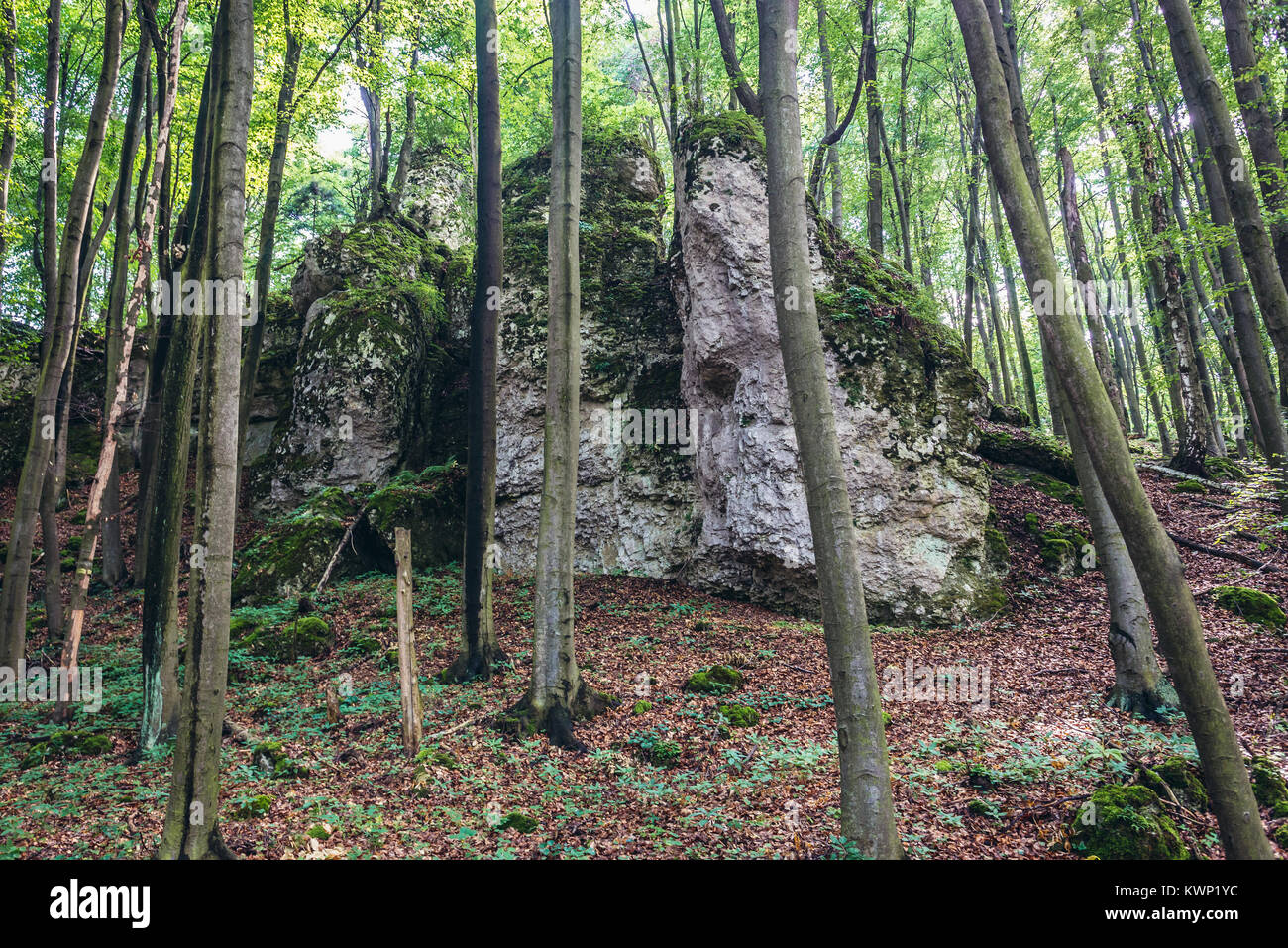 Les roches calcaires de la Réserve Naturelle de Sokole Gory (Falcon) situé dans les montagnes du Jura polonais dans la région de voïvodie de Silésie Pologne du sud Banque D'Images