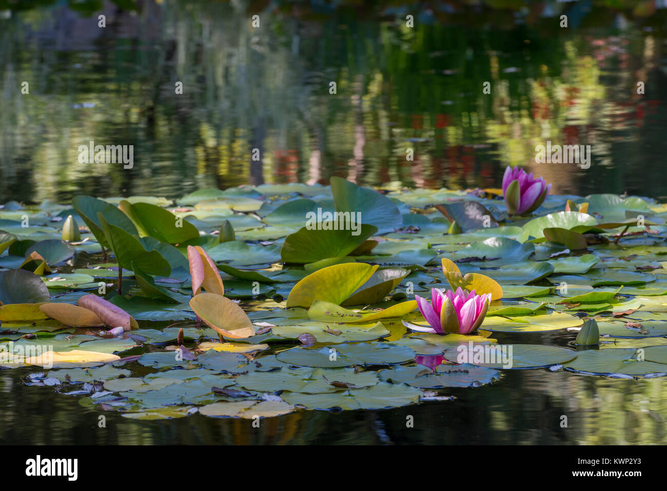 Water Lilies et réflexions Banque D'Images