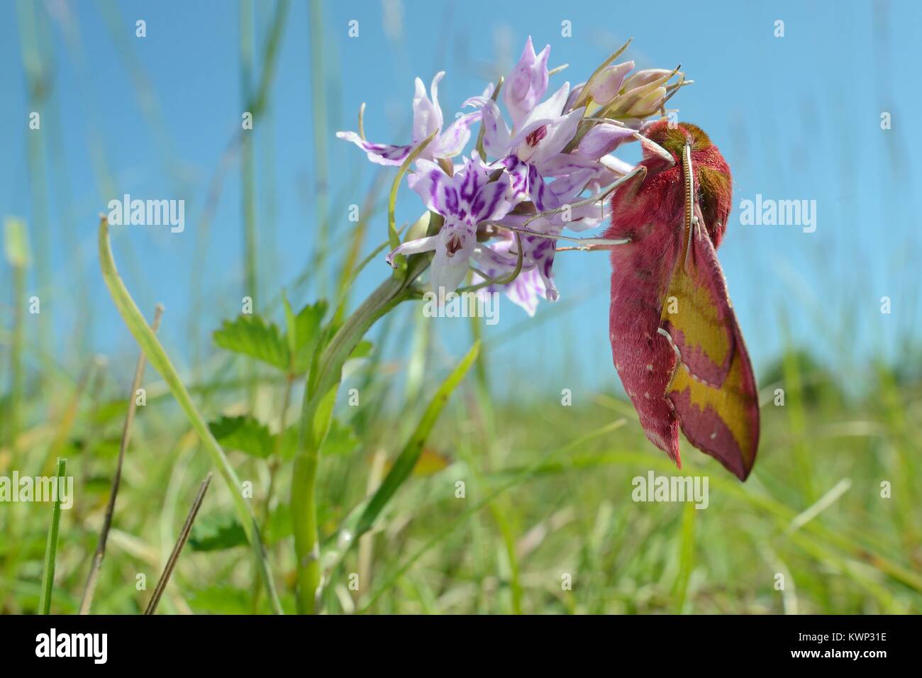 Petit elephant hawk-moth (Deilephila porcellus) sur la commune (Dactylorhiza fuchsii orchid) à Chalk grassland pré, Wiltshire, Royaume-Uni, mai. Banque D'Images