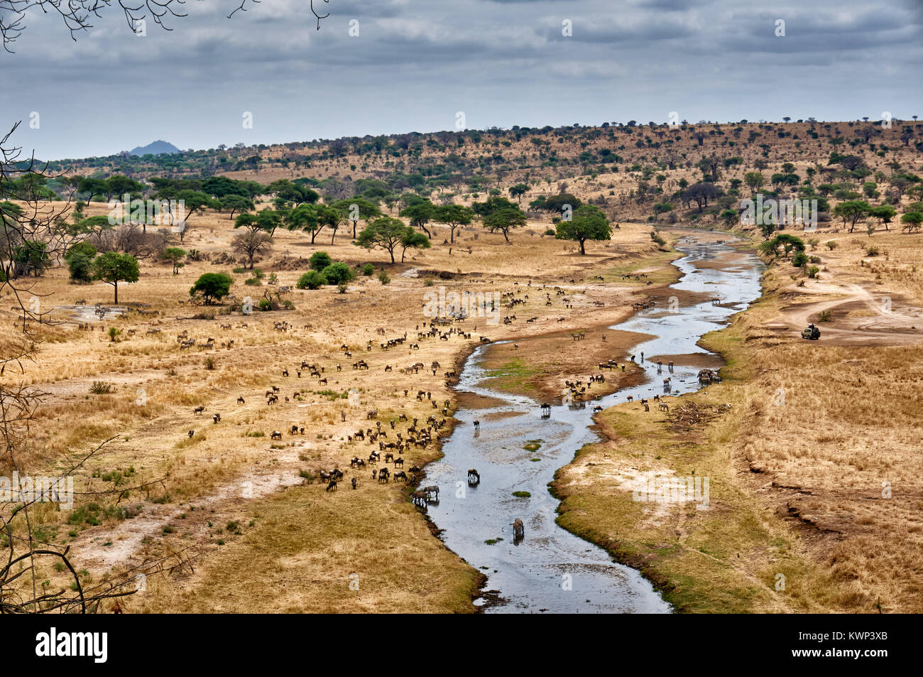 Paysage avec des zèbres et des gnous bleus à Tarangire River dans le parc national de Tarangire, Tanzania, Africa Banque D'Images