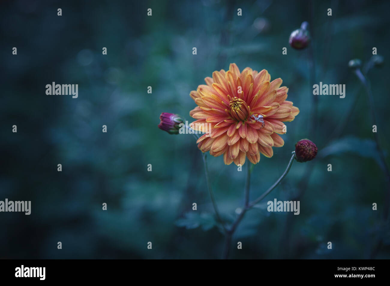 La fleur de chrysanthème avec trois bourgeons. Arrière-plan flou naturel. Photo dans les tons bleus. Un peu d'araignée est sur les pétales. Banque D'Images