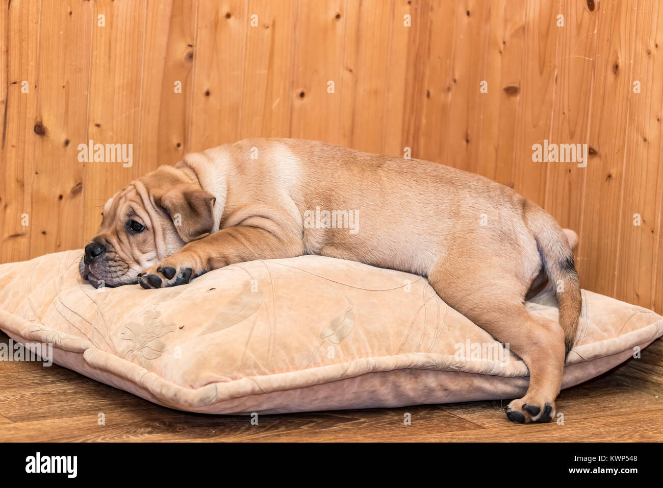 Brown 8 semaines Ca de Bou) Dogue majorquin (petit chien dormir sur un oreiller Banque D'Images