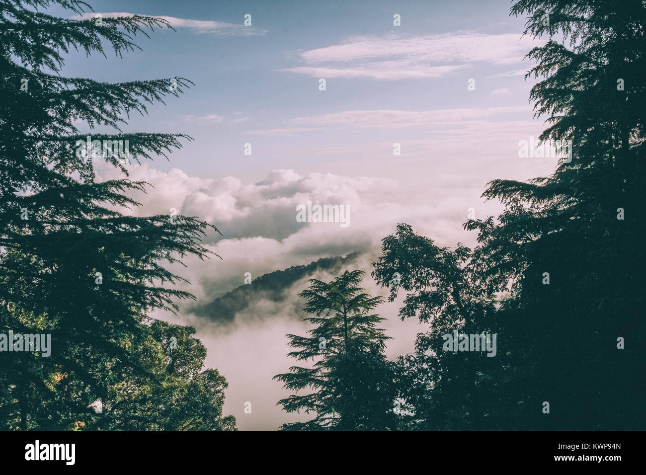 Les arbres à feuilles persistantes et de belles montagnes avec des nuages en Himalaya Indien Banque D'Images