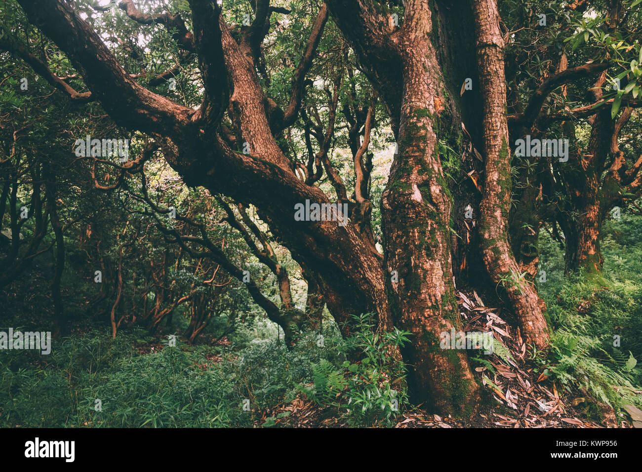 Les arbres poussant dans Himalaya indien, Dharamsala, Baksu Banque D'Images