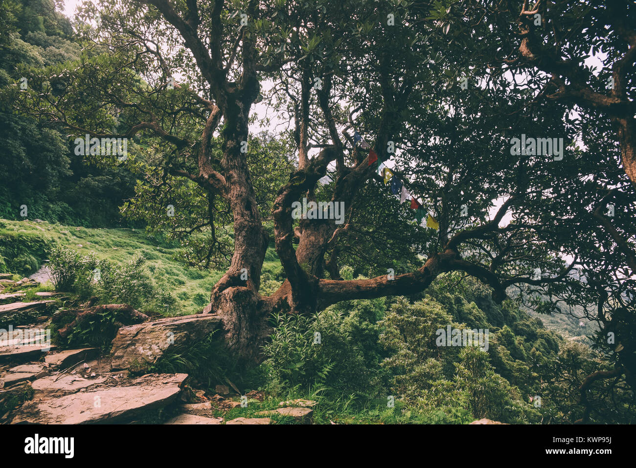 Arbres majestueux et rocky path en Himalaya indien, Dharamsala, Baksu Banque D'Images