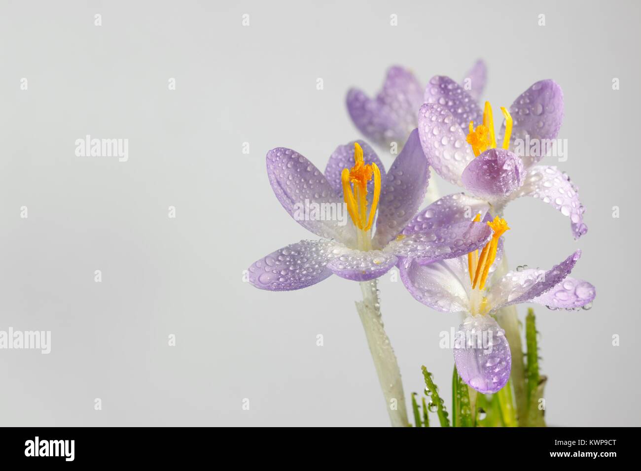 Crocus et la rosée du matin Banque D'Images