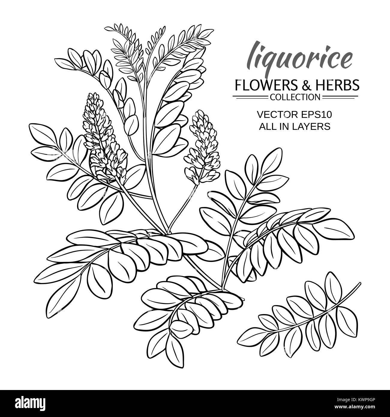 Illustration avec l'usine de réglisse racine jus sur fond blanc Illustration de Vecteur