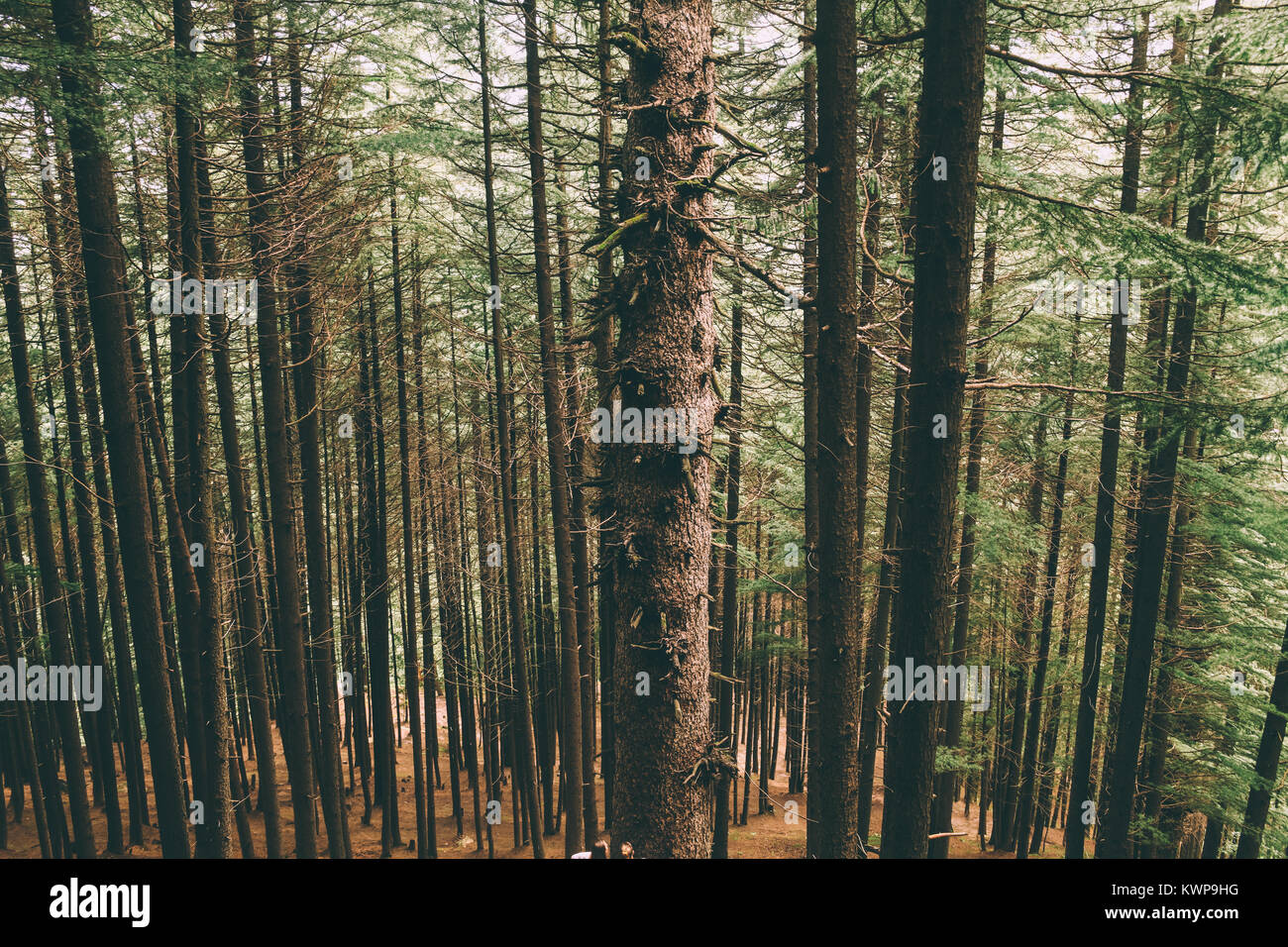 Beaux grands arbres poussant dans l'Himalaya indien, Manali Banque D'Images
