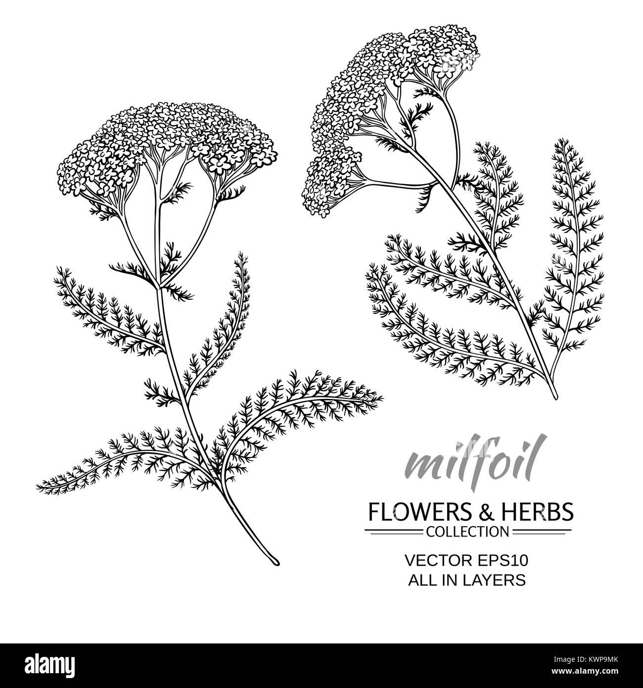 Mille fleurs vector set sur fond blanc Illustration de Vecteur