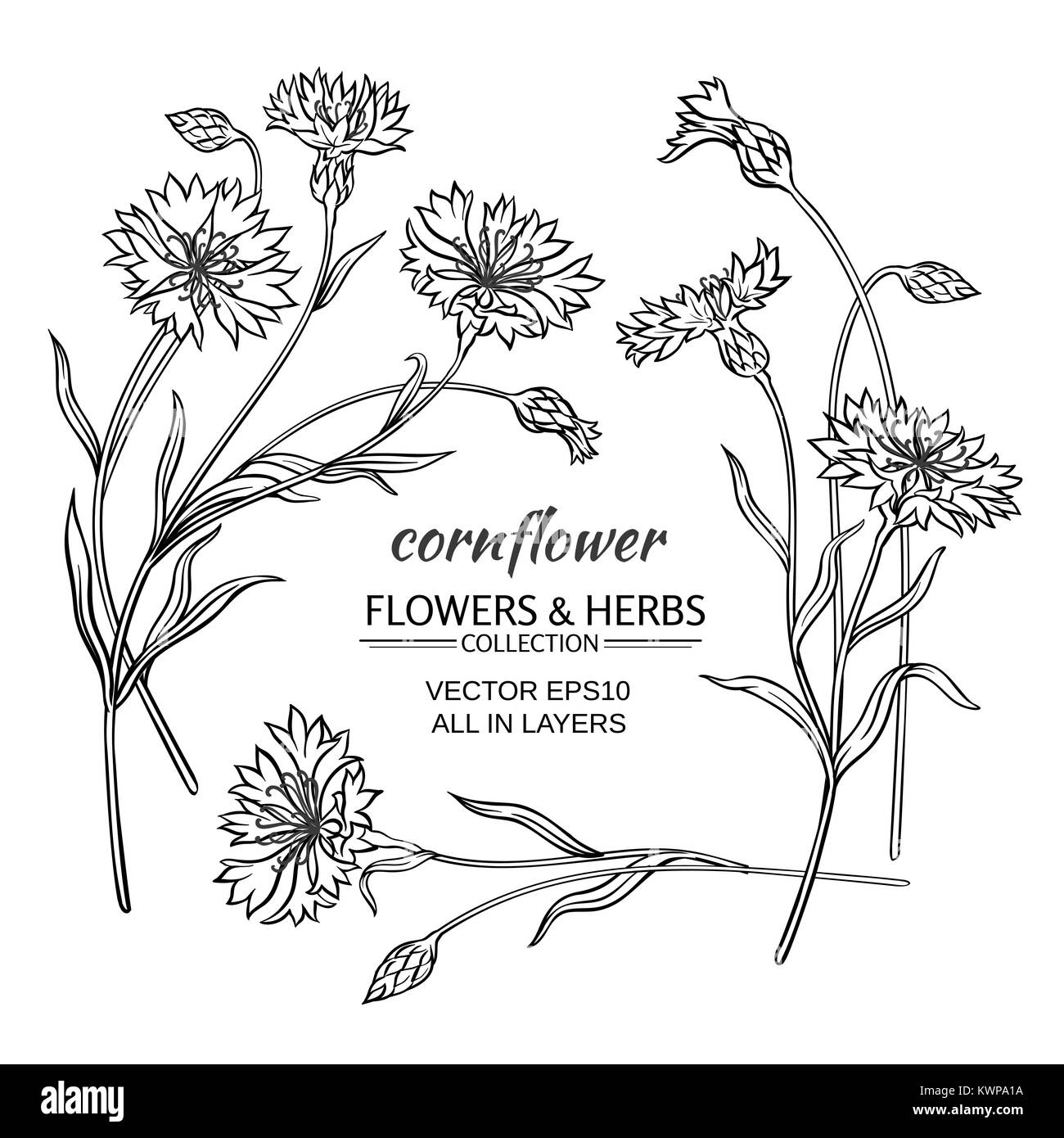 Bleuet bleu vector set sur fond blanc Illustration de Vecteur