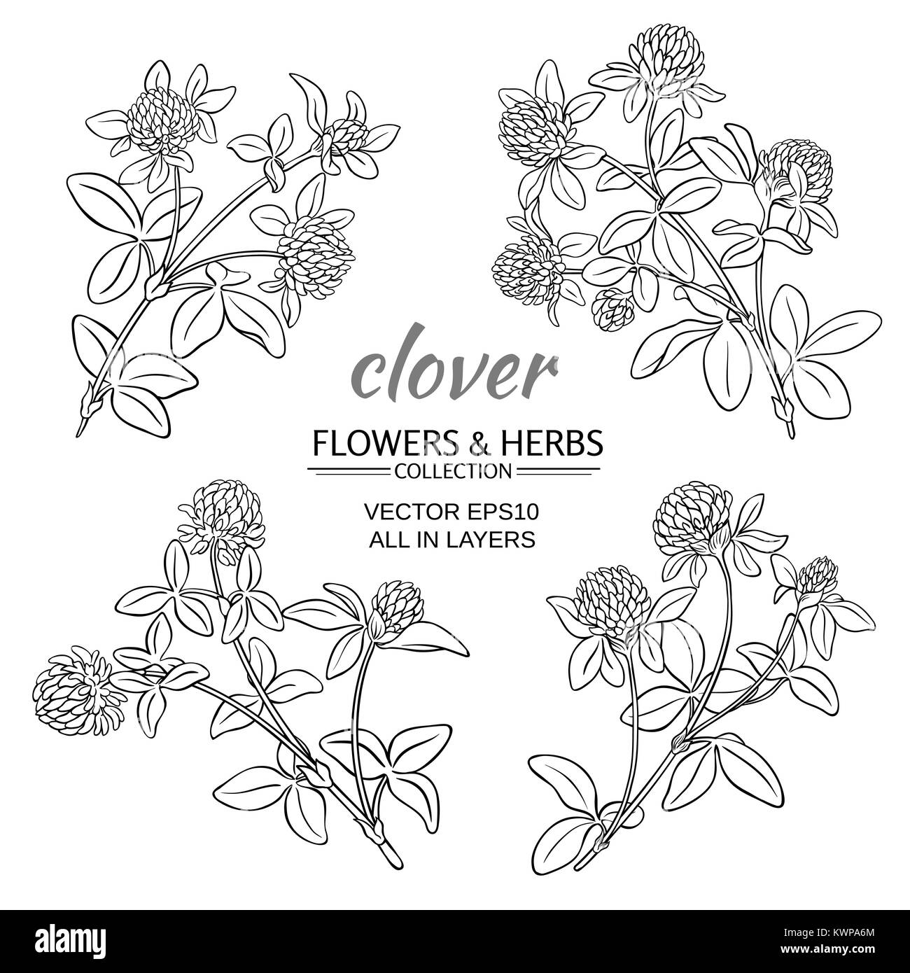 Fleurs de trèfle vector set om fond blanc Illustration de Vecteur