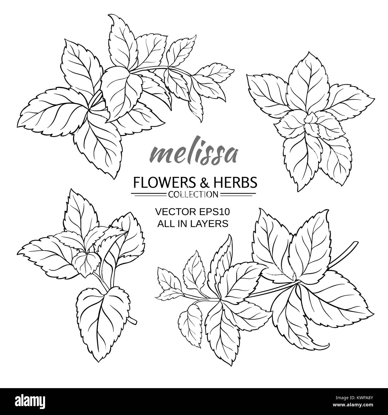 Melissa herb vector set sur fond blanc Illustration de Vecteur
