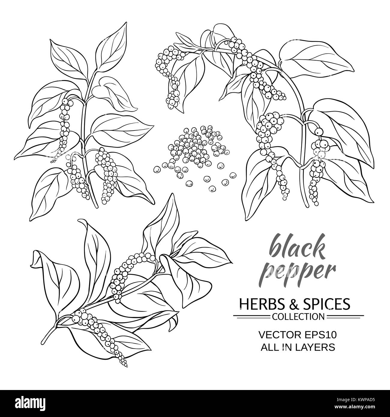 Poivre noir branches sur fond blanc Illustration de Vecteur