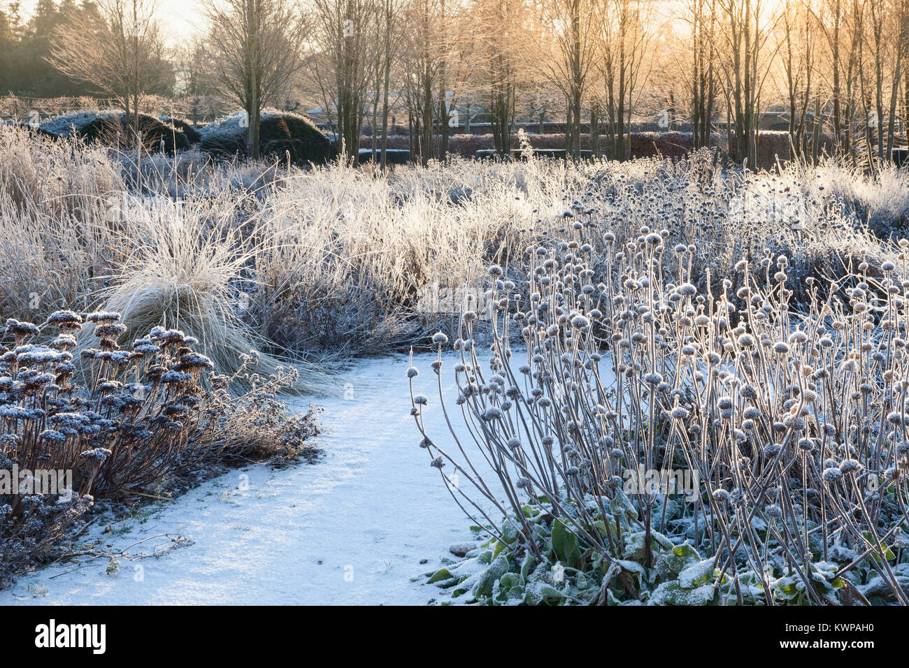 Scampston jardin clos, North Yorkshire, UK. L'hiver, décembre 2017. Un jardin contemporain de 2 hectares conçu par Piet Oudolf. Banque D'Images