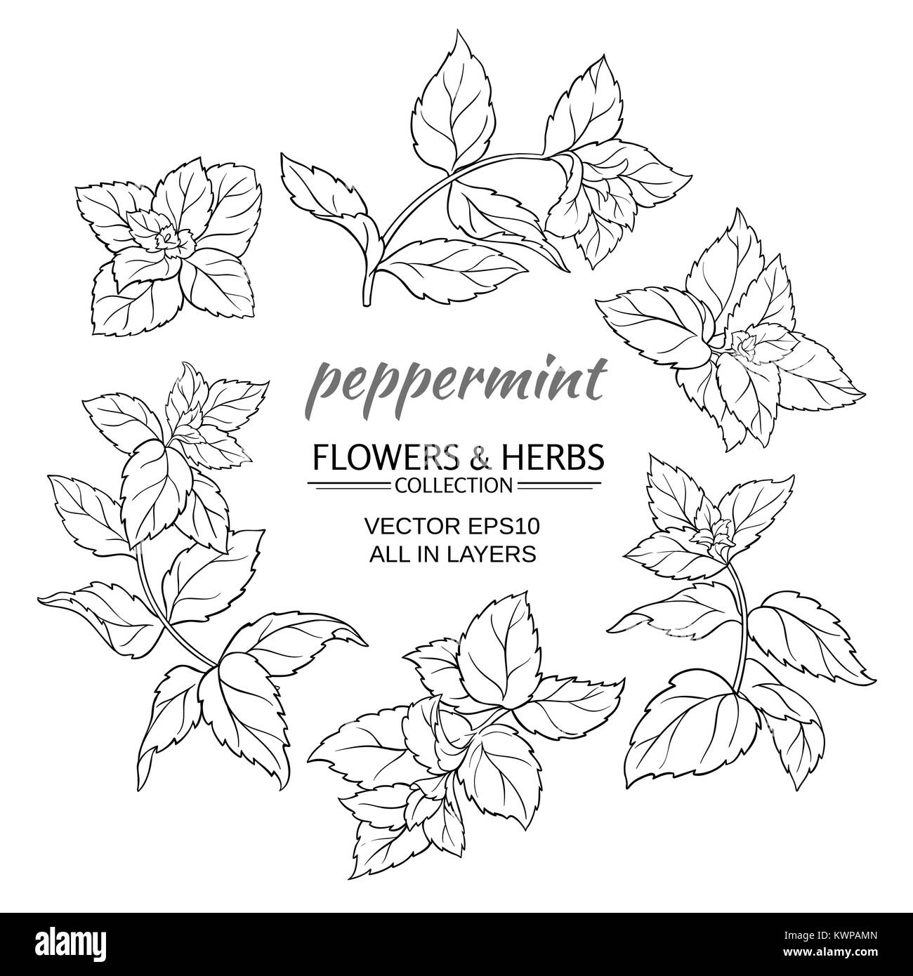 Plante de menthe poivrée vector set sur fond blanc Illustration de Vecteur