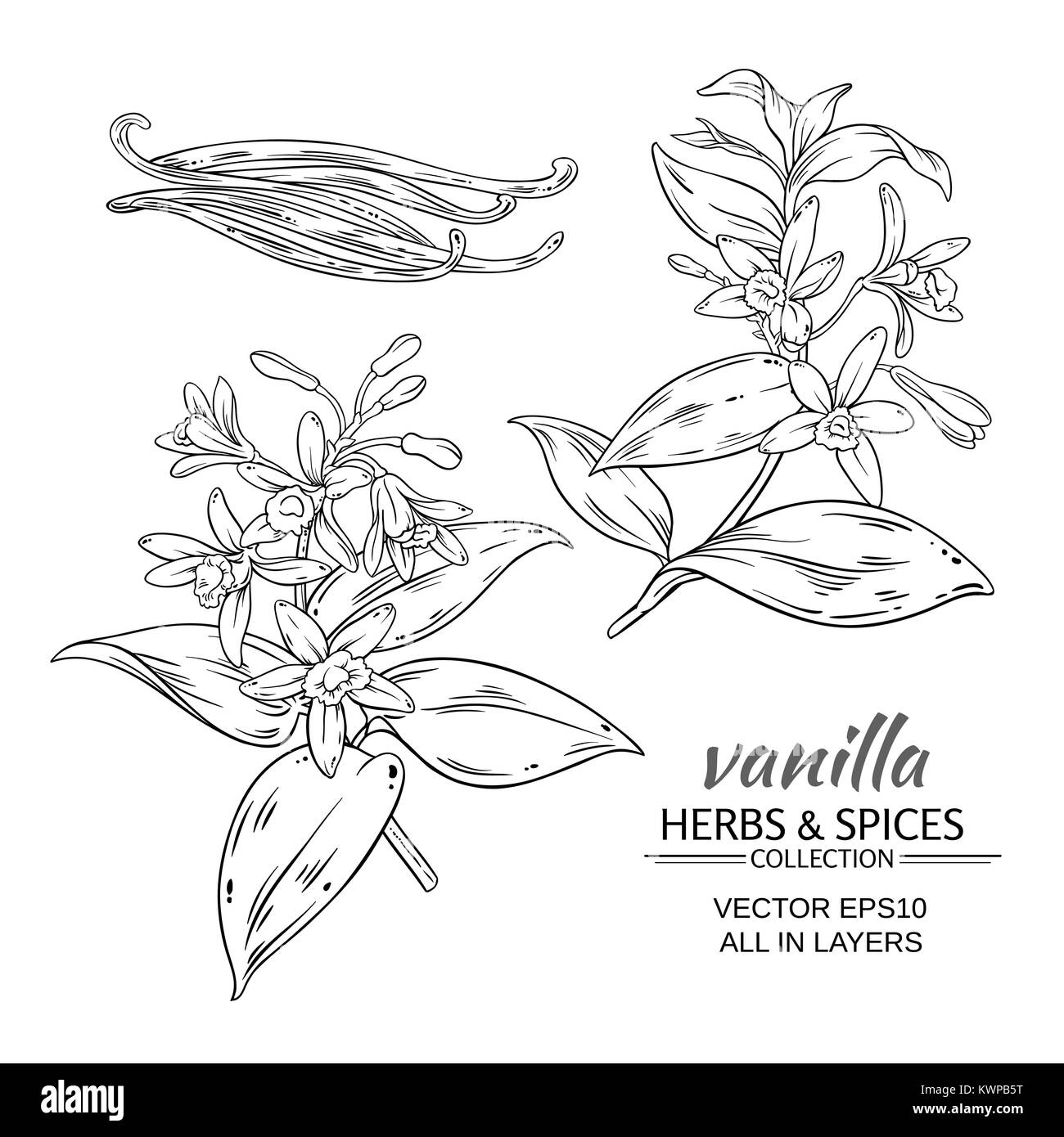 Branches vanille vector set sur fond blanc Illustration de Vecteur