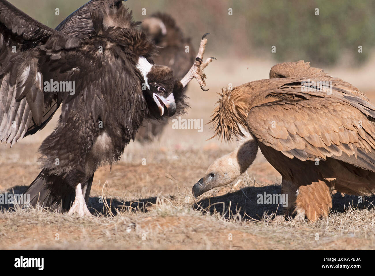 & Griffon vautours noirs qui se battent pour la nourriture San Pedro Sierra Estrémadure Espagne Décembre Banque D'Images