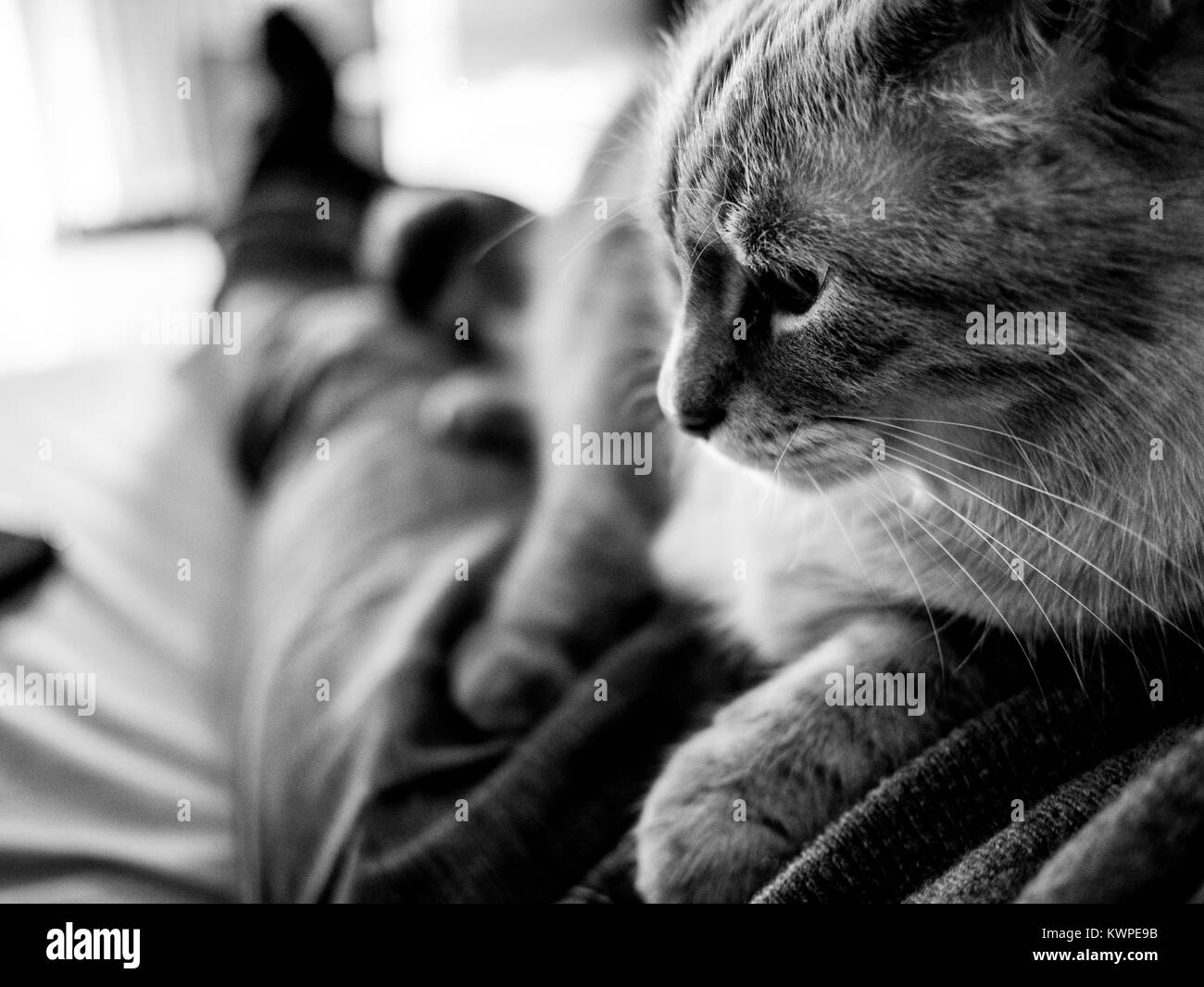 Beau chat prend un repos sur le propriétaire, noir et blanc Banque D'Images