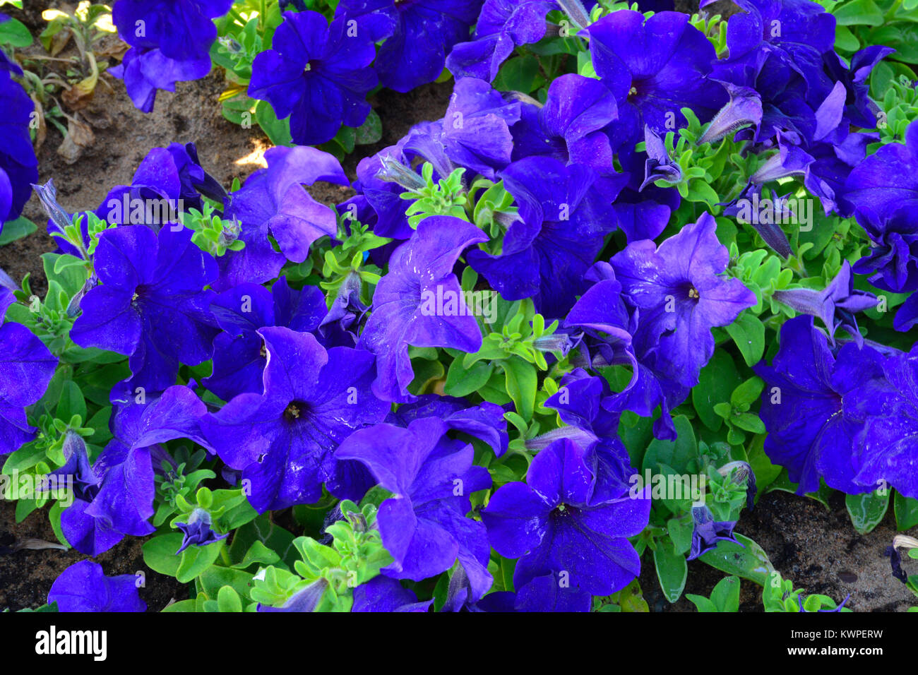 Tapis de Fleurs, Yanbu Flower show Arabie saoudite Banque D'Images