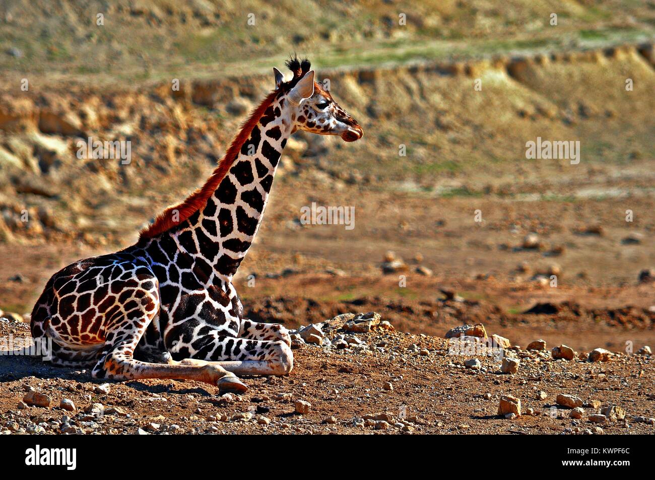 Bébé girafe assis sur le sable au sol Banque D'Images