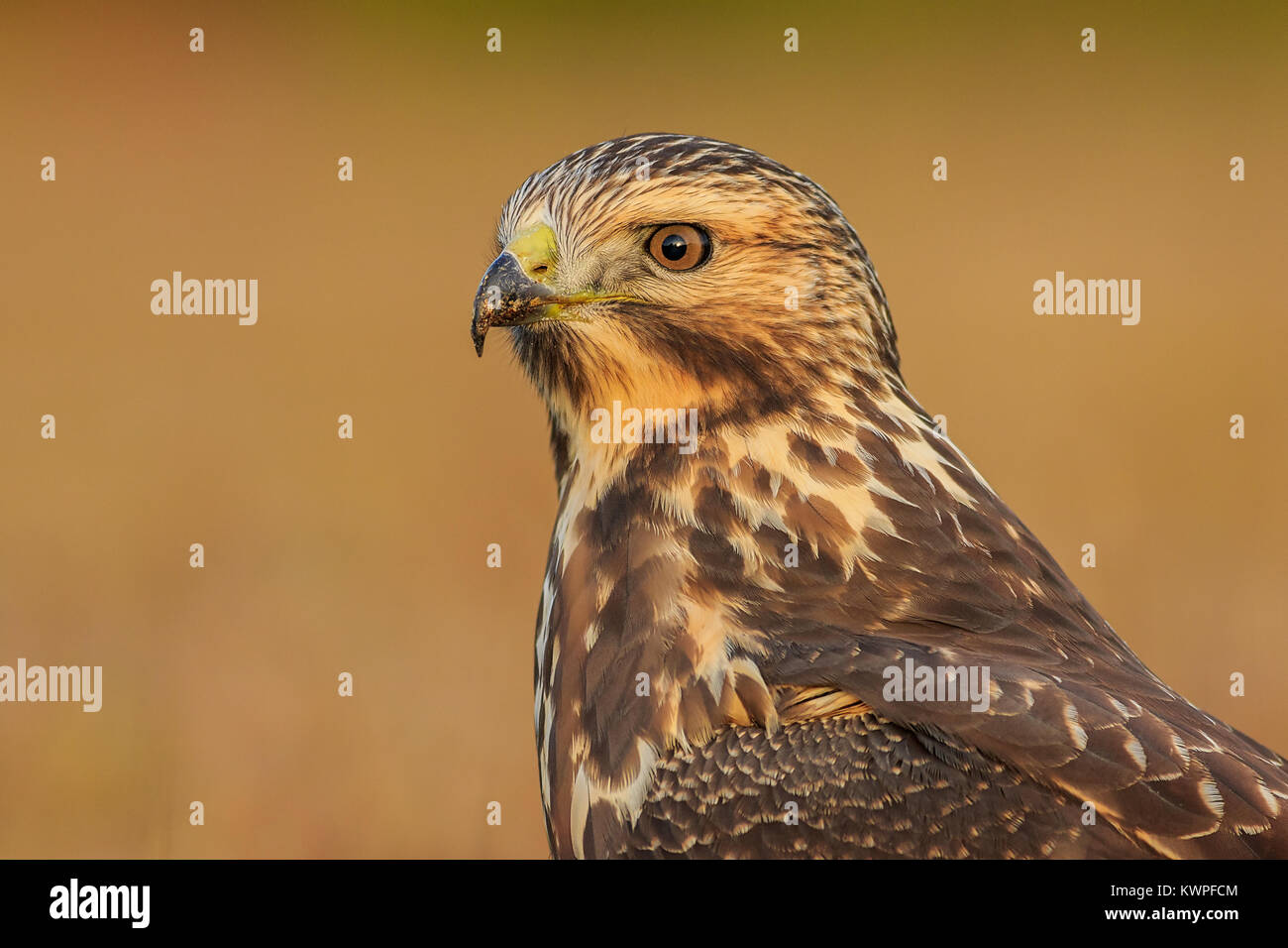 Un portrait d'un mineur de Swainson qui fait un pit stop dans le Maine. Banque D'Images
