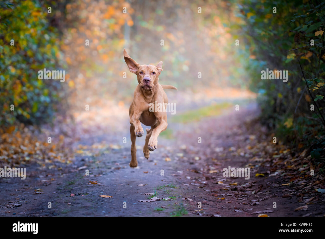 Jumping hunter chien ressemble à l'animal volant Banque D'Images