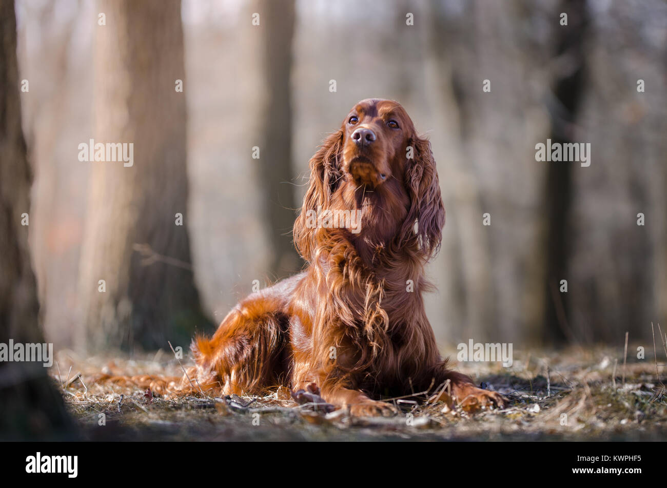 Setter Irlandais hound dog pointeur au printemps forrest Banque D'Images