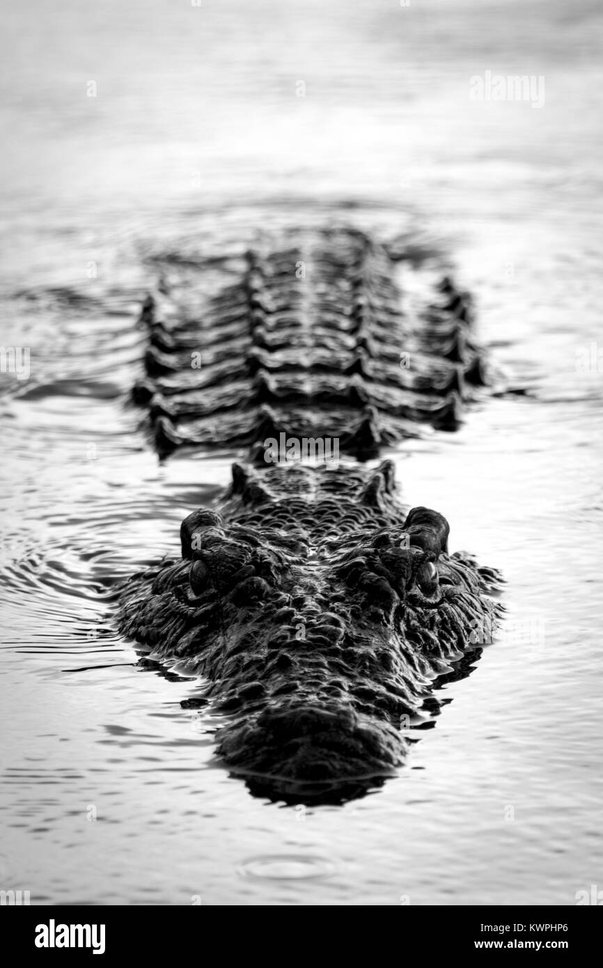 Crocodile sur le delta de l'Okavango Banque D'Images