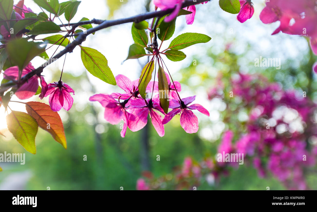 Horizontal image de fleurs de pommier, arbre, fuchsia rose vif, magenta et vert. retour allumé printemps photo, fond d'écran dynamique avec effet bokeh. Banque D'Images