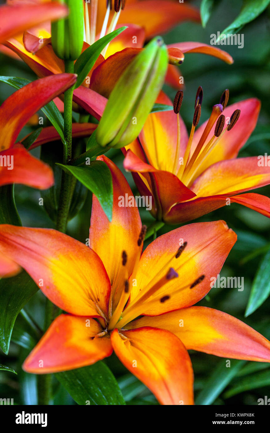 Lily, lilies, Lilium Fiamma fleurs de juin Banque D'Images