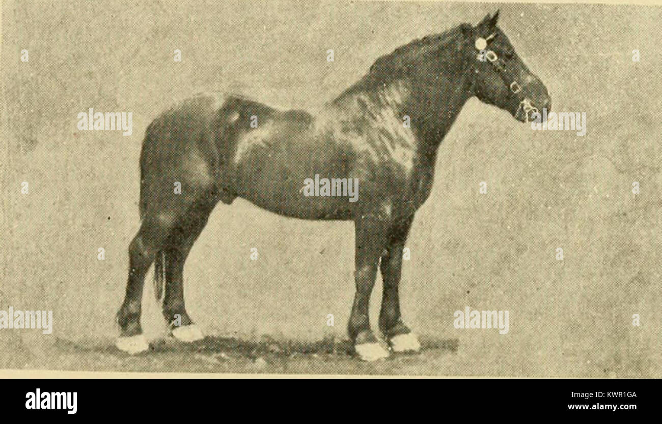 L’ouvrage de 1910 de talon Nivernais est une référence équine qui examine les races de chevaux françaises et anglaises en termes de conformation, de lignée, de tempérament et de méthodes d’élevage, situant la discussion dans l’histoire de l’élevage et de l’agriculture au début du XXe siècle. Banque D'Images