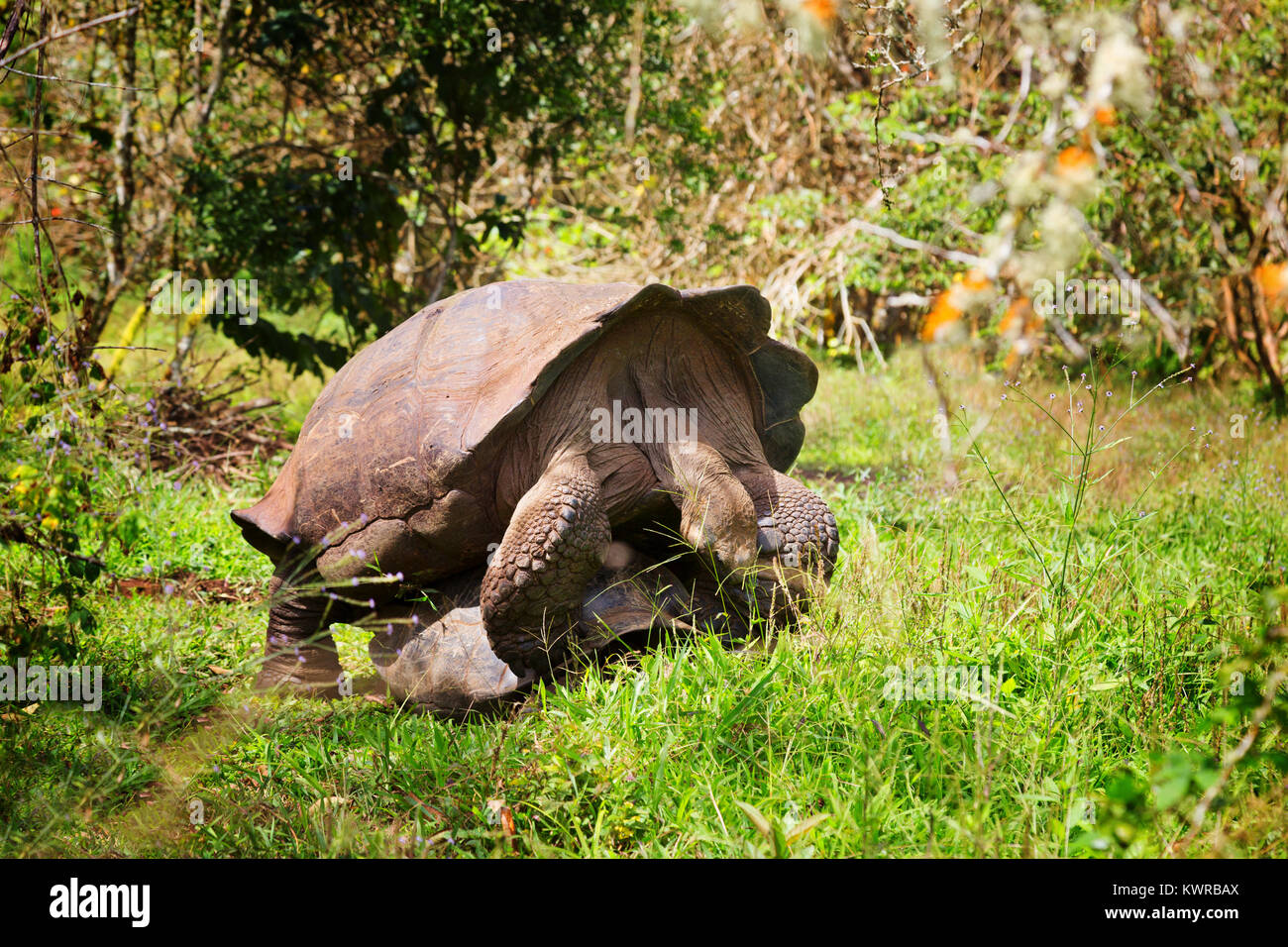 L'accouplement des tortues géantes des Galapagos Chelonoidis Nigra ( ) ; l'île de Santa Cruz, Galapagos, Equateur Amérique du Sud Banque D'Images