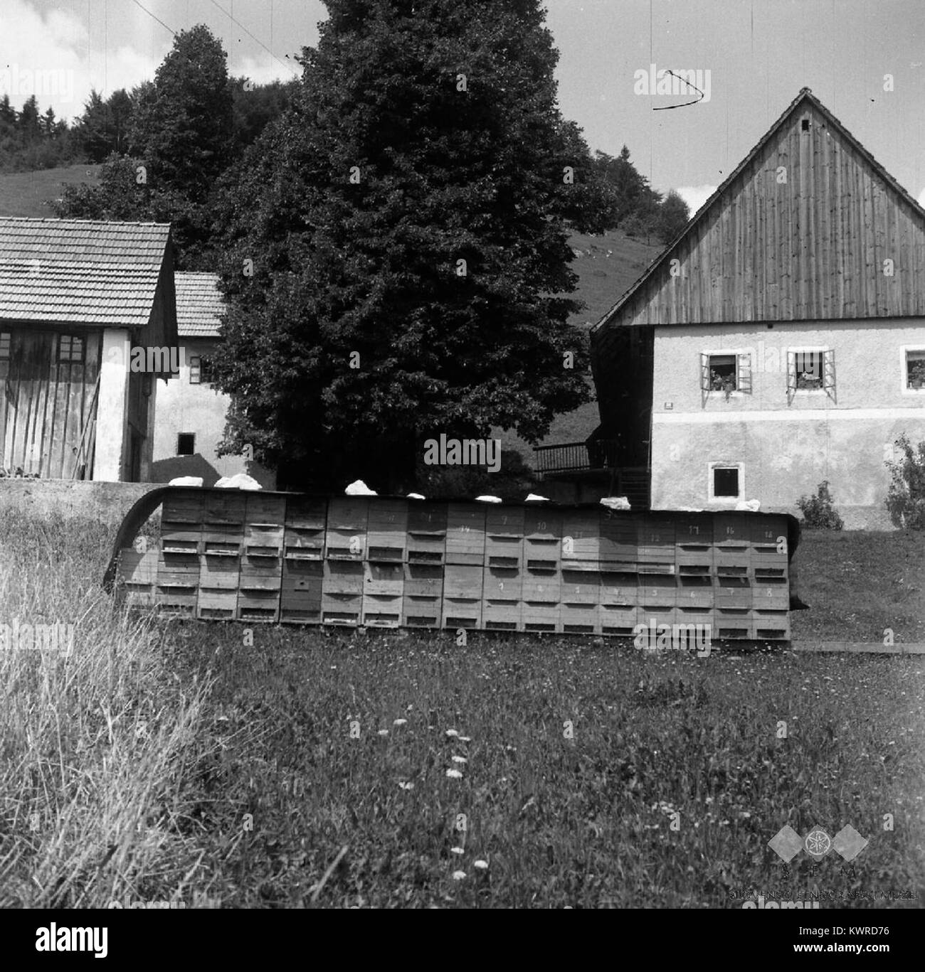 Abeilles en pâturage près de Vipava : des cabanes de rucher à Žnidaršiči recouvertes de tôle et lestées de pierres sont photographiées à Podtisov Vrh près de Zadlog en 1959, montrant la pratique apicole traditionnelle slovène dans un paysage karstique. Banque D'Images