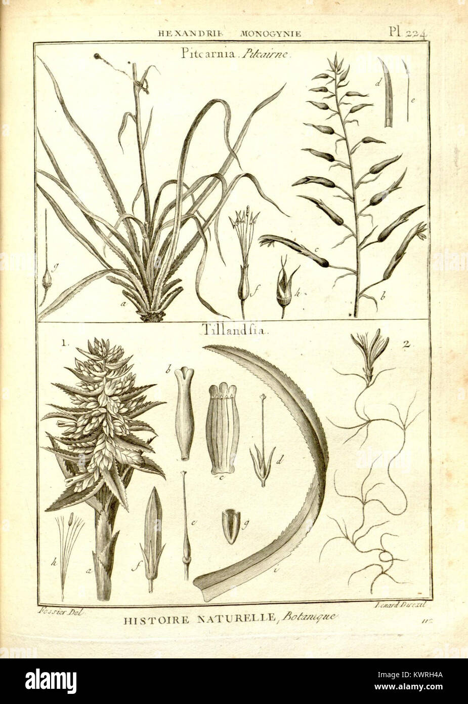 Cette illustration tirée du Recueil de planches de botanique fait partie d'une encyclopédie de botanique, avec des dessins botaniques détaillés de diverses espèces végétales. Le travail a contribué de manière significative à la documentation visuelle des plantes à son époque. Banque D'Images
