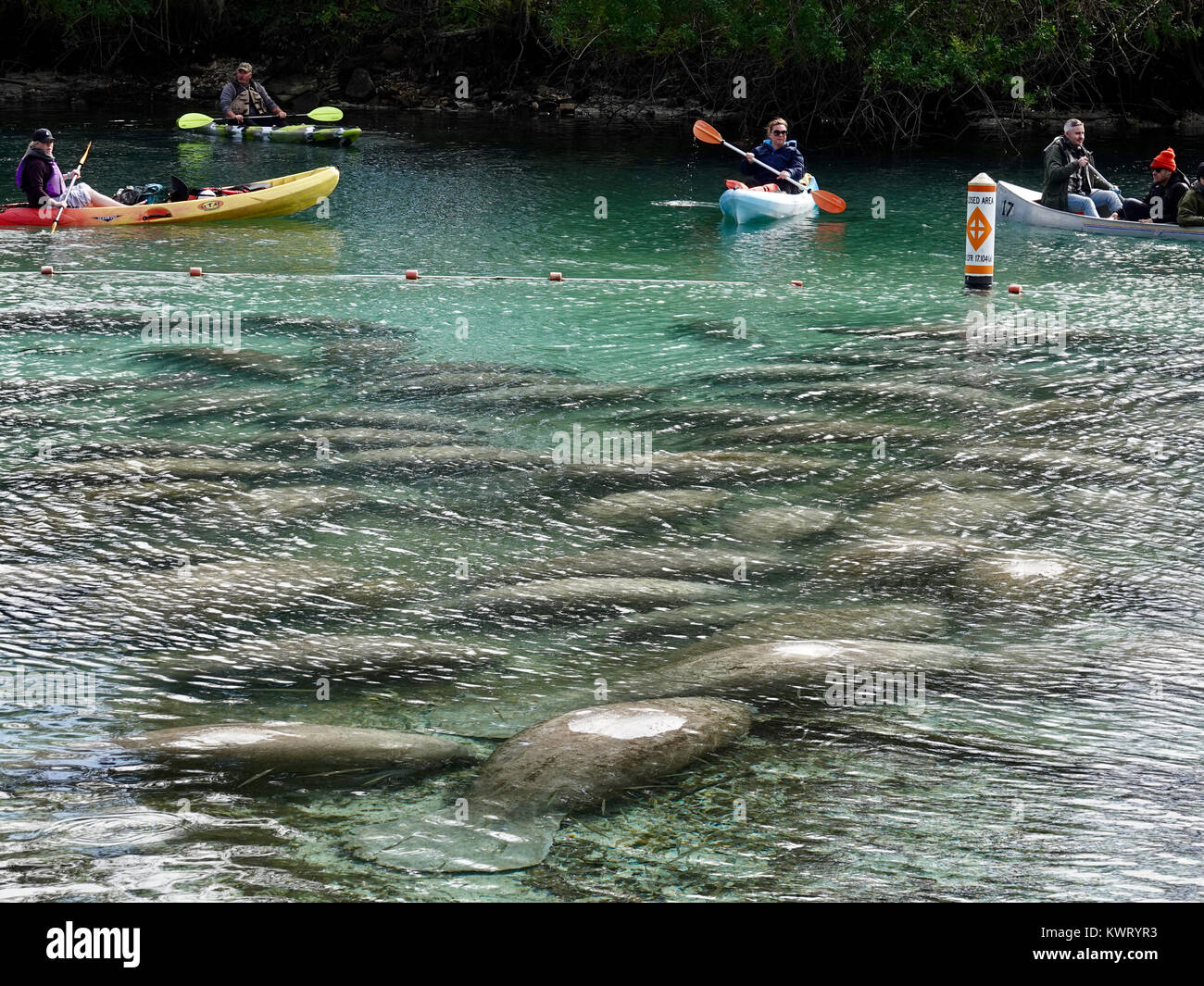 Crystal River, Florida, USA, 5 janvier 2018. Les températures le long de la côte ouest de la Floride sont à l'origine de lamantins (Trichechus manatus) de chercher refuge dans des zones protégées telles que les ressorts à 'trois Soeurs.' en général un créature solitaire, masses de lamantins rassemblement autour du 74F Springs attire également l'hiver à cette éco-touristes normalement tout à fait partie de l'état. Credit : Cécile Marion/Alamy Live News Banque D'Images