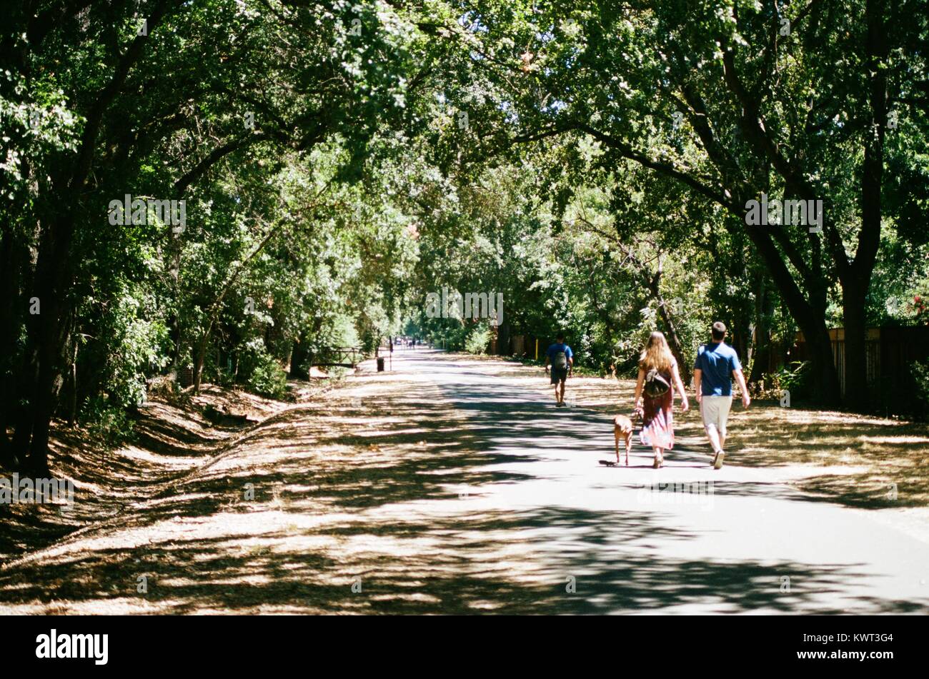 Personnes, dont un couple avec un chien, marcher dans une section ombragée du cheval de fer, un converti rail trail dans la région de la baie de San Francisco, Danville, Californie, le 6 août 2017. Banque D'Images
