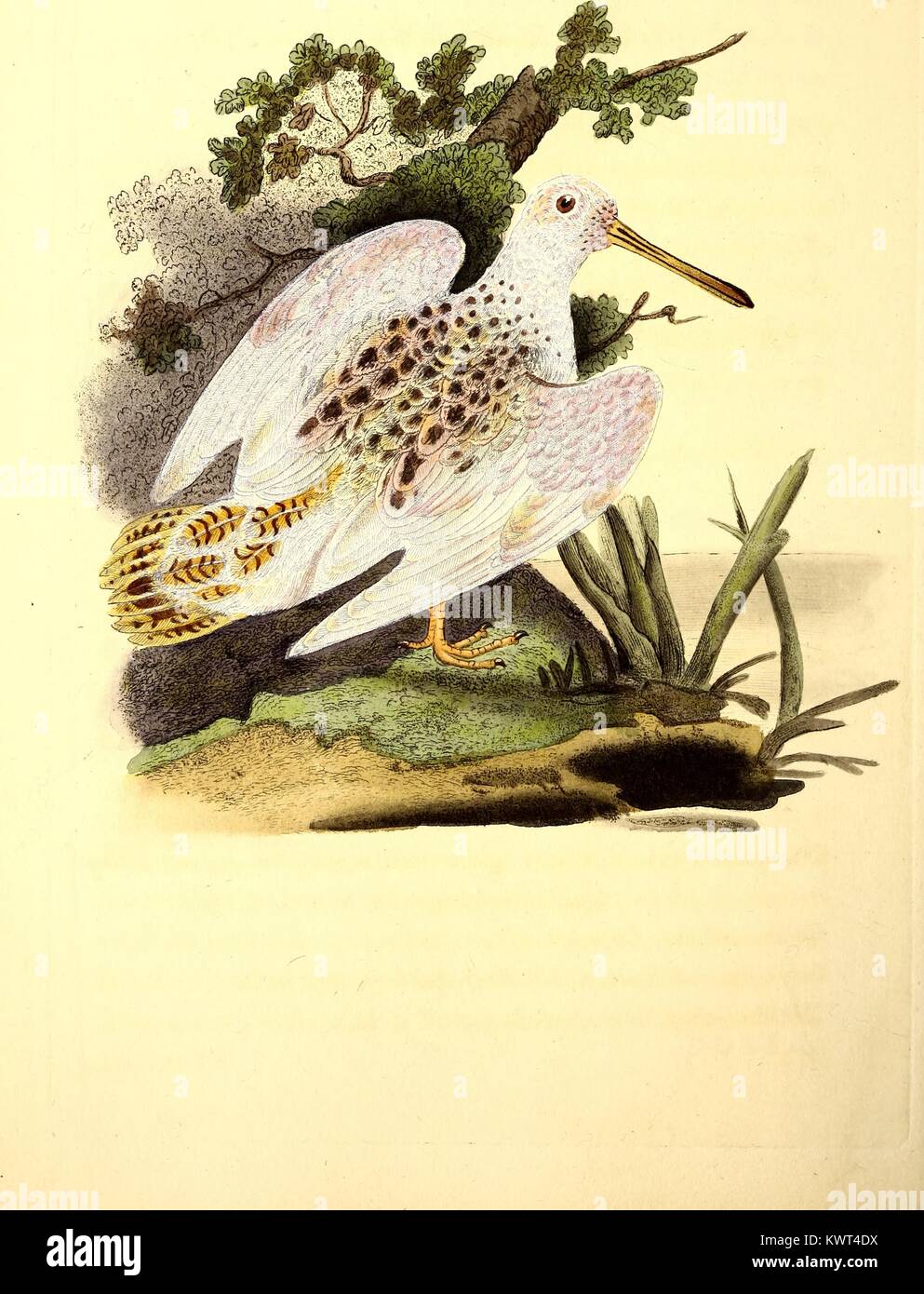 Gravure couleur d'oiseaux de la bécasse (Scolopax rusticola) dans son habitat naturel, à partir de l'histoire naturelle des oiseaux britanniques, 1825. Avec la permission de Internet Archive. Banque D'Images
