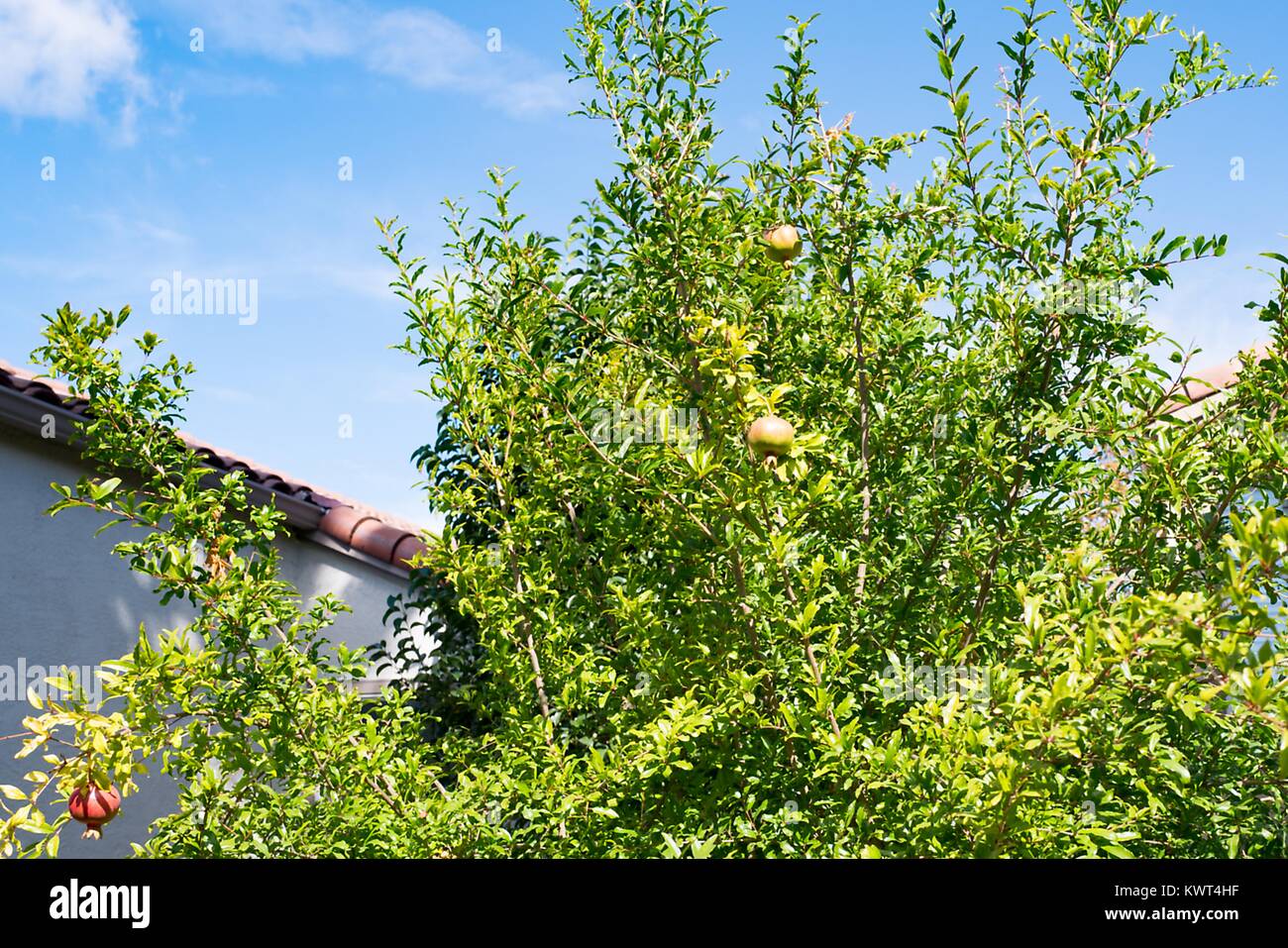 De plus en plus des grenades sur un arbre contre un ciel bleu pendant la fête juive de Roch hachana, le 21 septembre 2017. Dans la religion juive, l'pomegrante est souvent mangé à Roch Hachana comme un symbole des commandements de la Torah (Bible juive). Banque D'Images